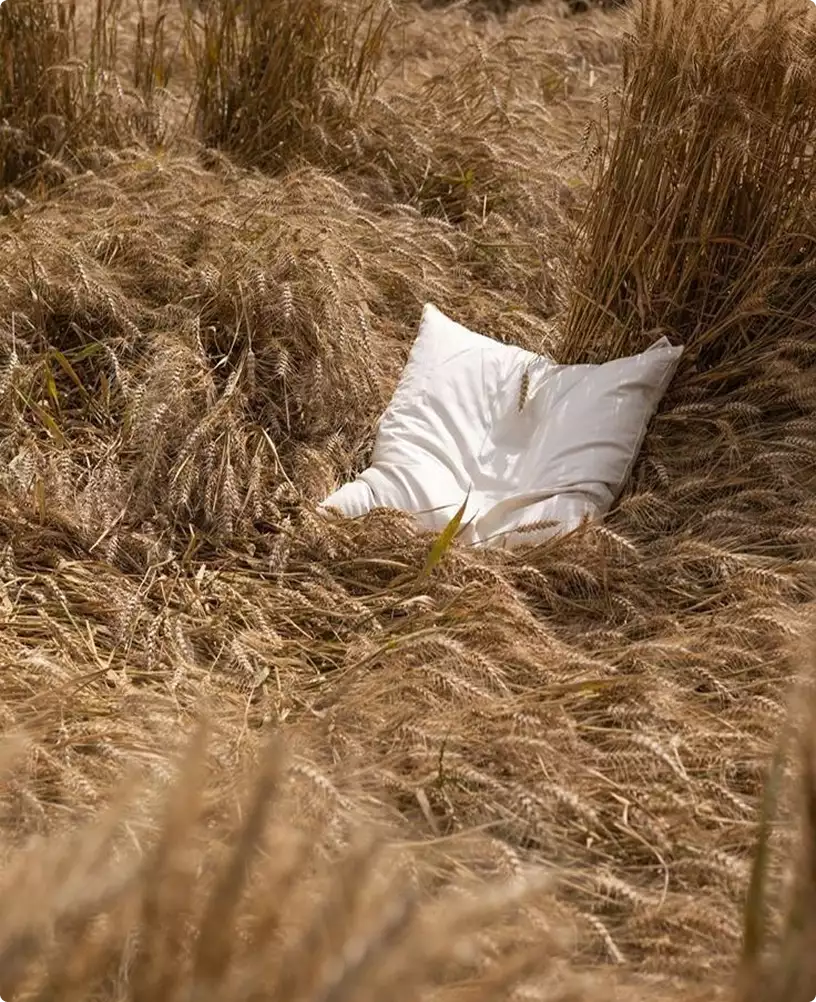 Eco houses design concept with white pillow resting in golden wheat field under sunlight