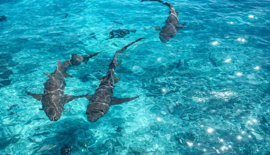 Visualización arquitectónica de delfines en aguas azules de Maldivas junto a un resort de bungalós en CGI