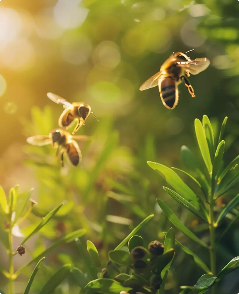 Bijen tussen groene planten in warm zonlicht, verpakkingsontwerp voor supplementen