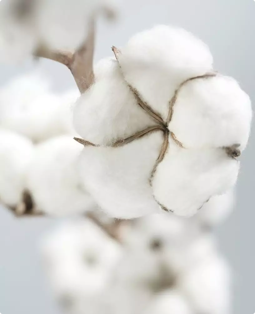 Render 3D de producto: referencia de una cápsula de algodón con fibras blancas suaves sobre el tallo