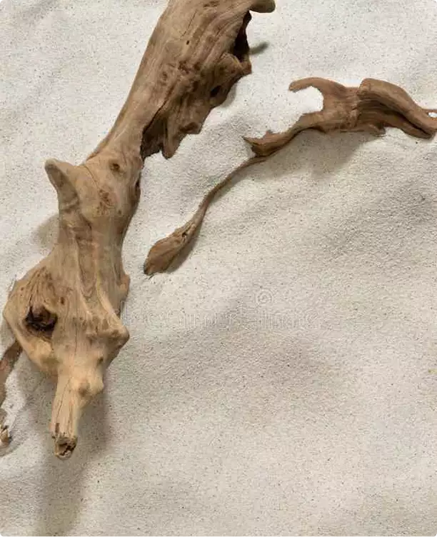 Decorazione da parete in legno di mare su superficie chiara e materica, vista ravvicinata, tour 3D dell'appartamento