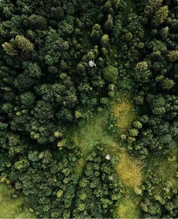 Render de vista aérea de un bosque denso visto desde arriba, con texturas de copas mixtas y pequeños claros