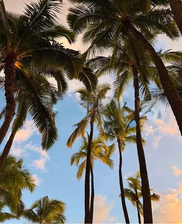 Render arquitectónico 3D de palmeras altas contra el cielo con luz cálida y nubes suaves