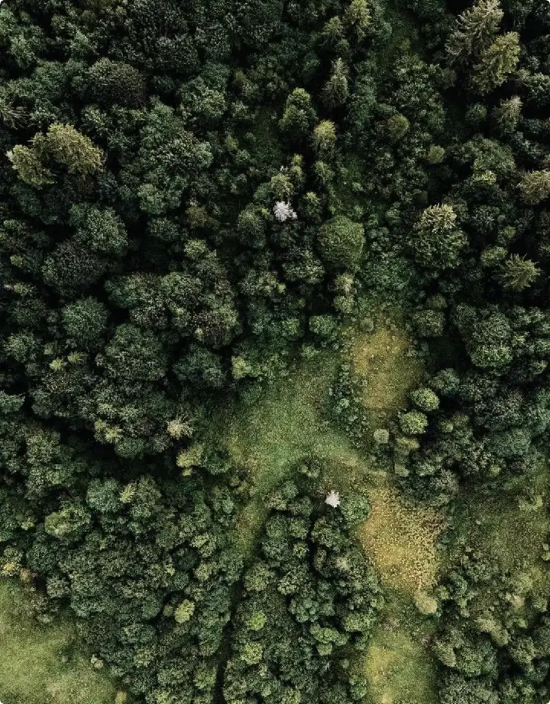 Vue extérieure aérienne d'une forêt dense et verdoyante, avec clairières naturelles et motifs des cimes