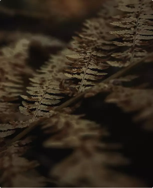 Close-up van varenbladeren op de bosbodem met zacht licht en schaduw