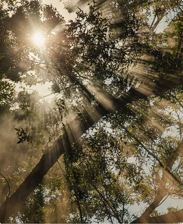Zonlicht door het bladerdak van het bos met stralen tussen de takken