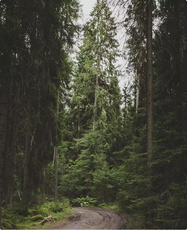 Rendering 3D di macchine forestali: strada forestale circondata da alberi alti e vegetazione fitta.