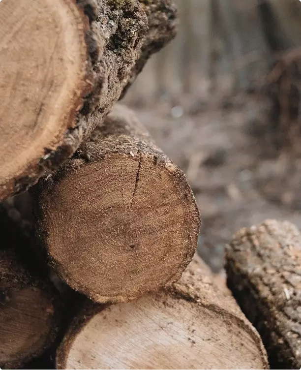 Rendering 3D di macchine forestali: primo piano di tronchi tagliati, con venatura del legno e corteccia in evidenza.