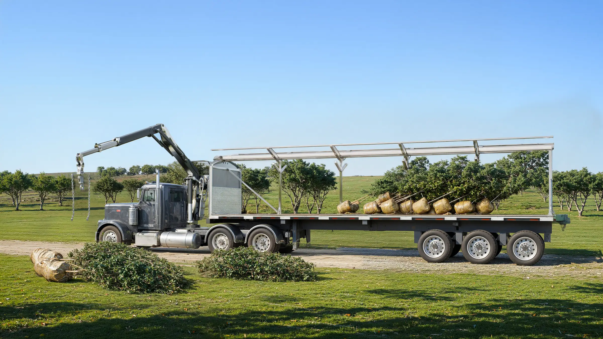 Render of a truck-mounted crane loading nursery trees in burlap onto a flatbed with an open rolling tarp frame