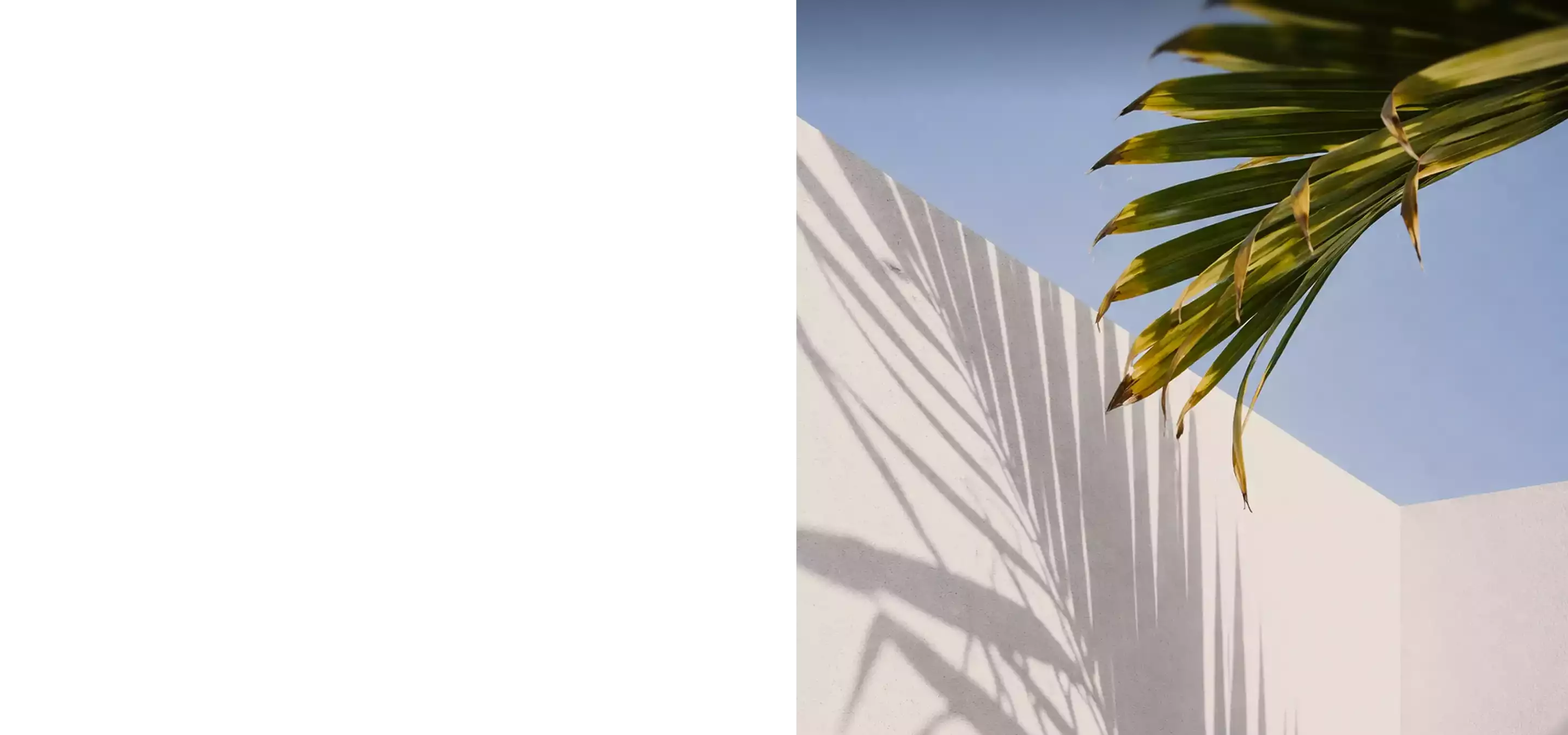 Palm leaves casting shadows on white wall, best 3D visualization studios in Bahrain in 2025