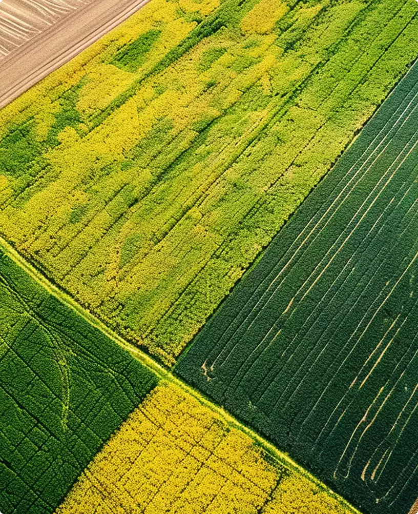 Aerial view of green and yellow crop fields forming geometric patterns, supplement packaging design