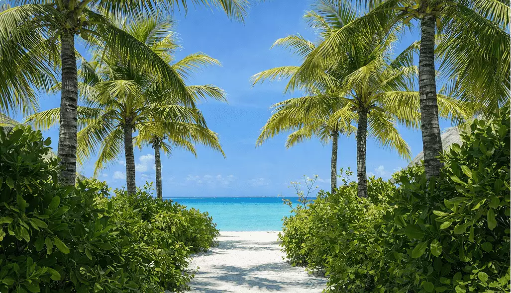 Beach path in 3d rendering for hotel marketing leads through palms and greenery to turquoise sea