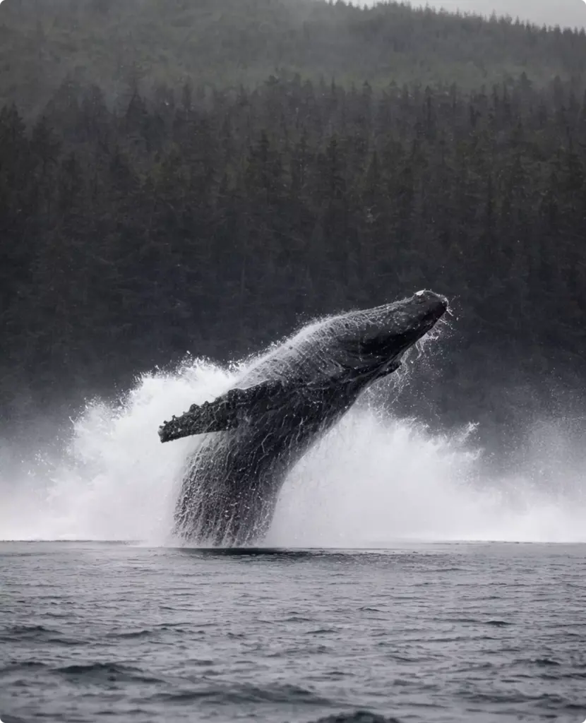 Breaching whale beside luxury yacht rendering near forested coast, dramatic splash against waves and dynamic yacht design backdrop