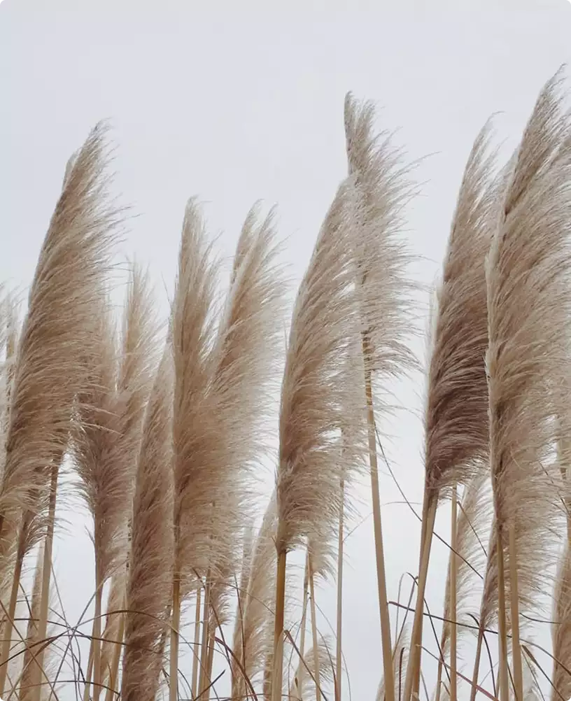 Cafe visualization with beige pampas grass reeds against a pale sky