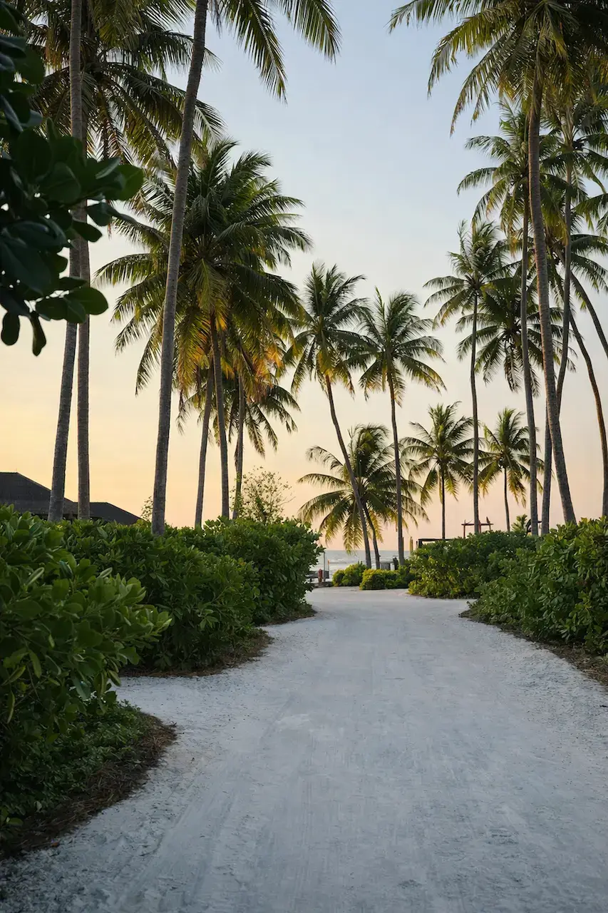 tropical sandy path lined with tall palm trees leading to ocean at sunset, cgi vs ai difference between cgi and ai visual