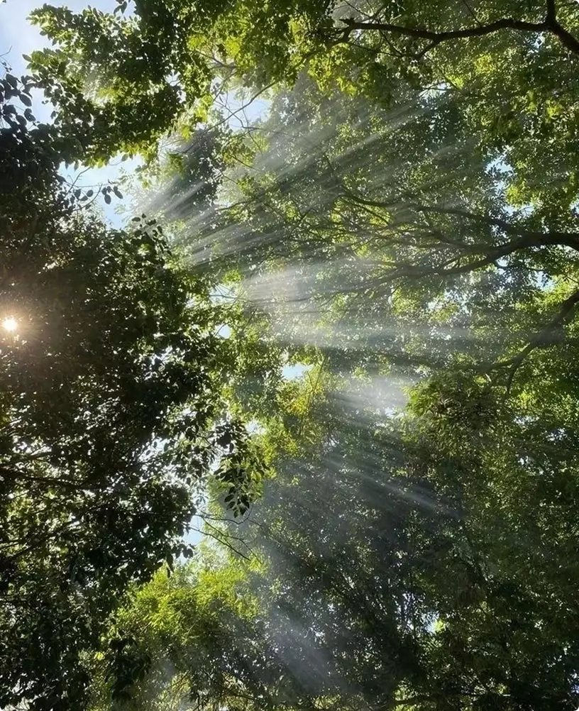 Sunlight rays through dense tree canopy creating natural light beams in forest