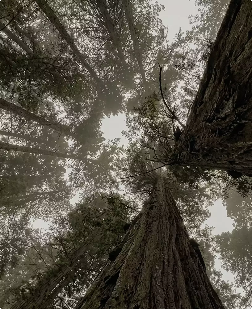 Exterior minimalist house setting with tall pine trees viewed from forest floor looking upward