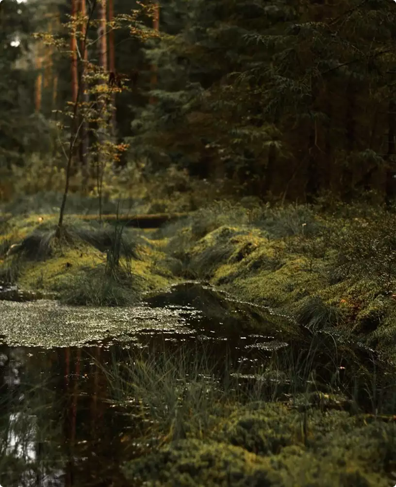 Minimalist exterior house setting with mossy forest stream and dense pine trees in soft light