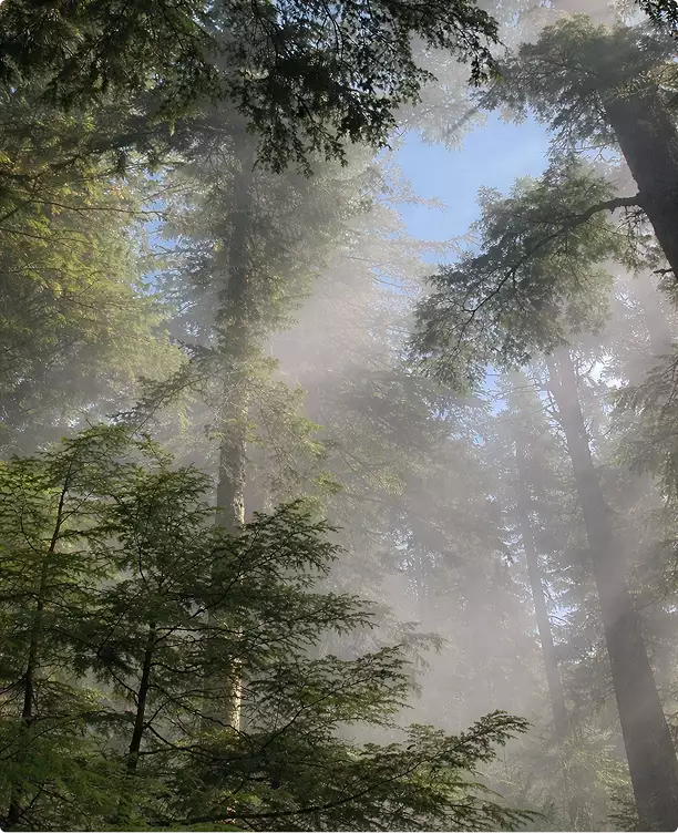Sunlight through tall trees in the modular home exterior landscape with mist and layered branches