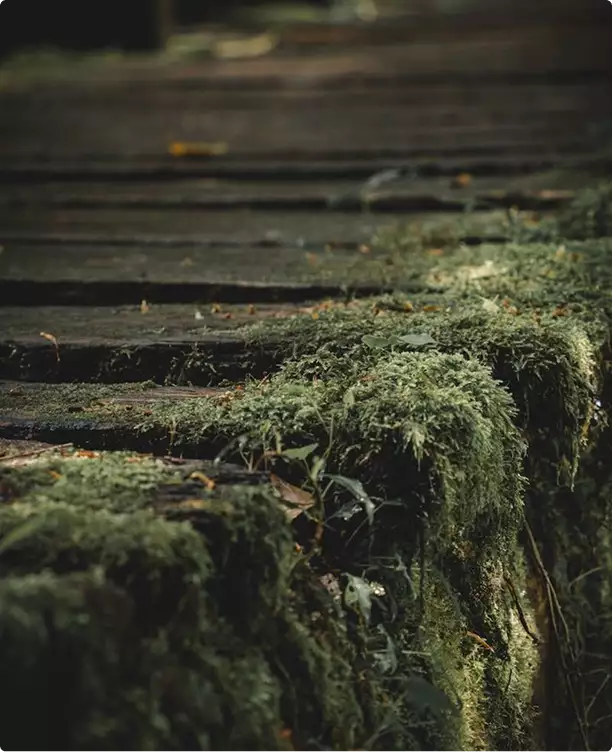 Mossy stone steps in the modular home exterior landscape with shallow depth of field