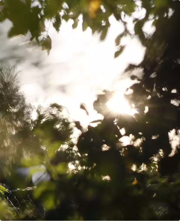 Office building design rendering of sunlit leaves in soft focus against a bright sky