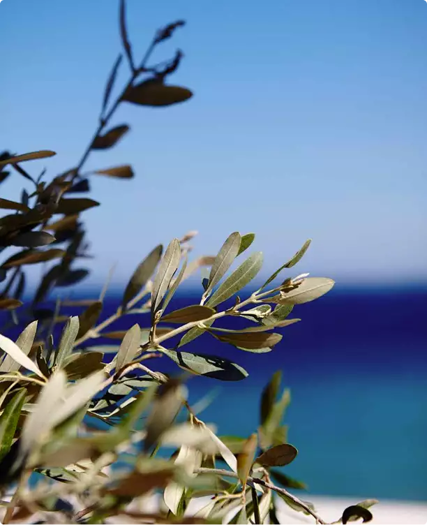 Olive branches against blue sea, residential architectural renderings, with soft coastal backdrop
