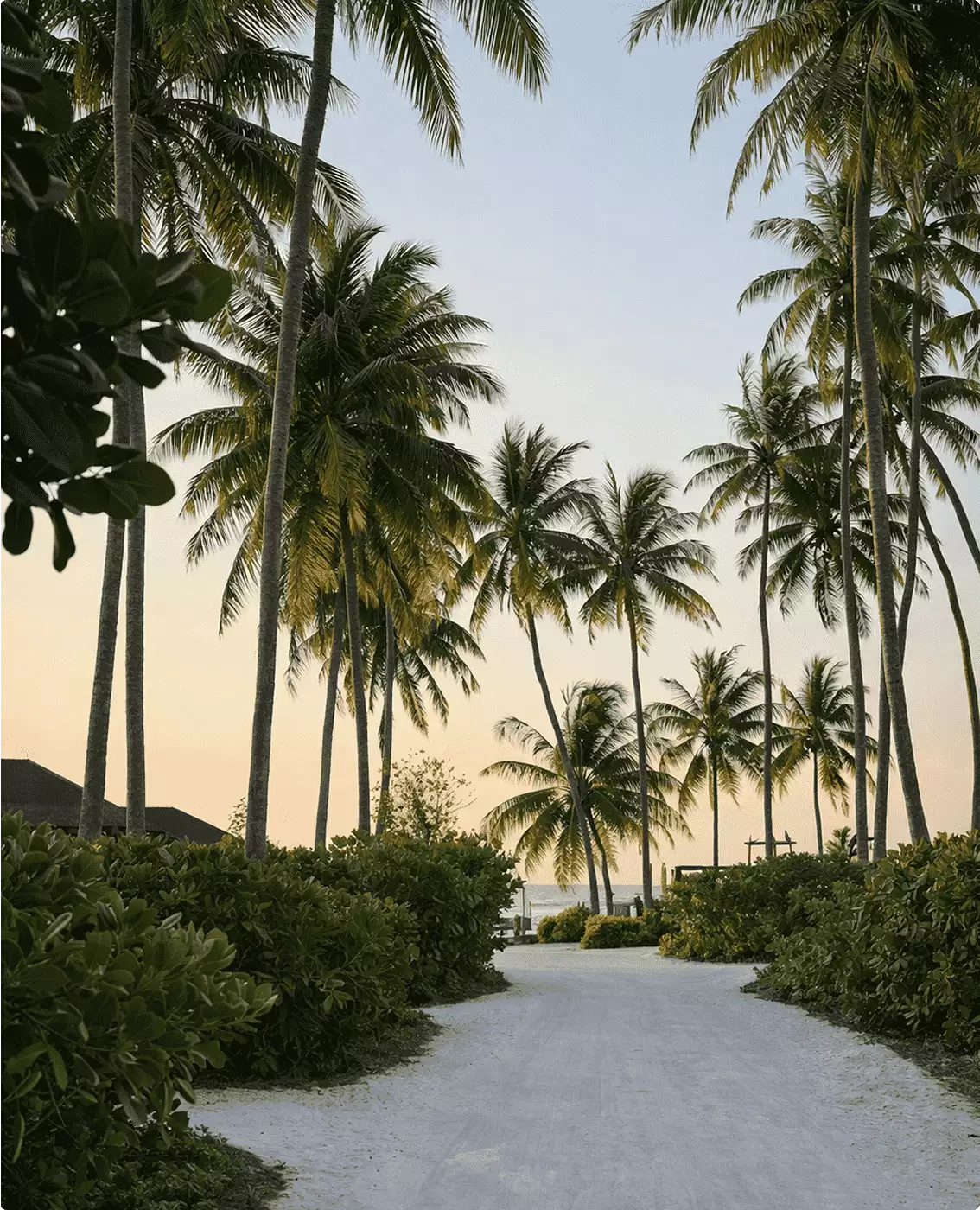 Palm-lined 3d rendering for hotel marketing shows a sandy path, tropical shrubs, and sea at dusk
