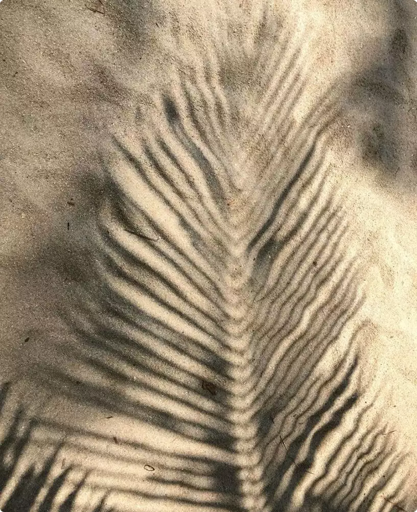 Residence interior with palm leaf shadow patterns across a sandy textured surface
