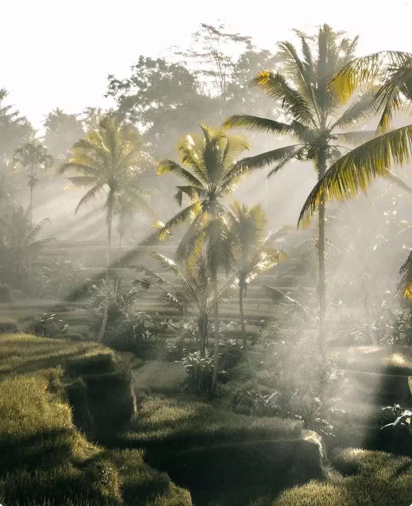 Residence interior with tropical palm trees, misty light rays, and lush green landscape