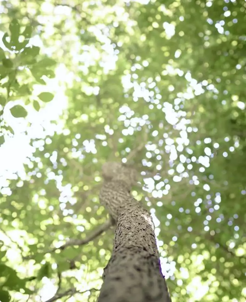 Residential complex design concept with tall tree trunk and green leaves canopy viewed from below in sunlight