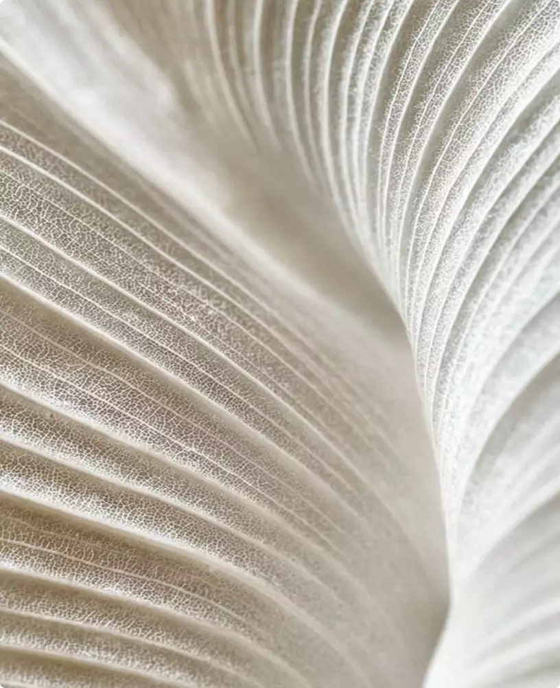 Abstract white textured surface folds 3D Surgery animation organic pattern detail