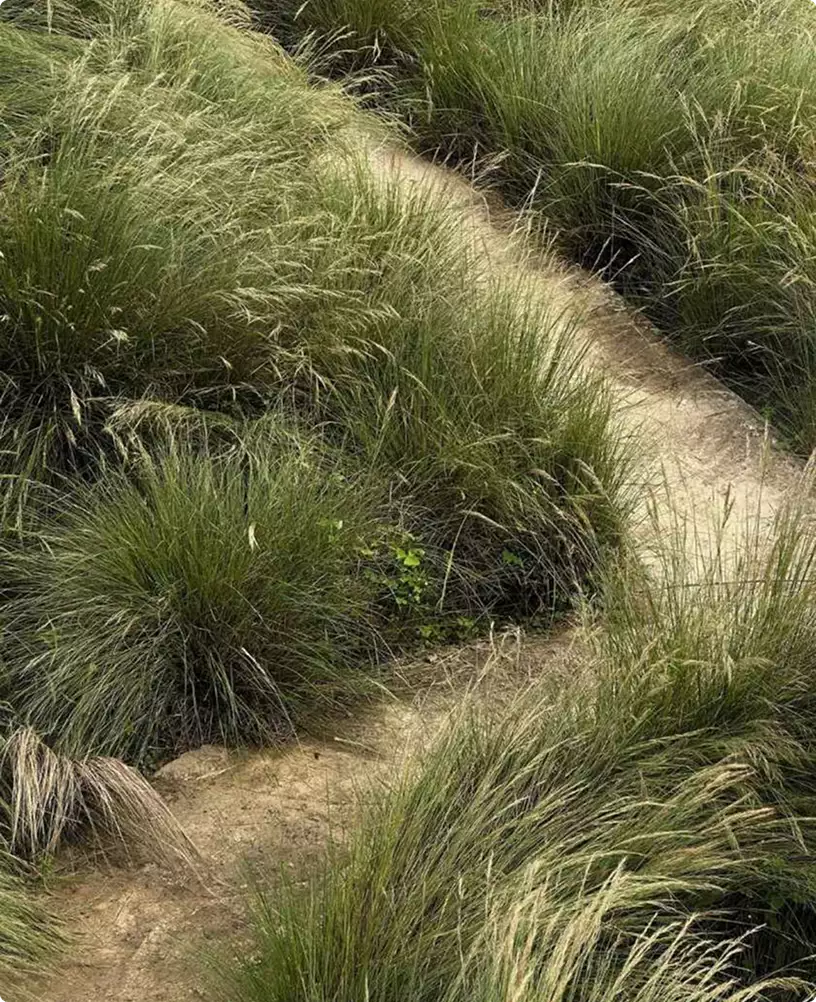 Retreat house design concept landscape with winding dirt path through tall grass